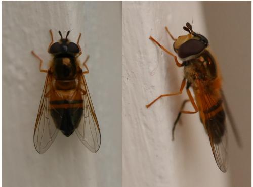 Réf. 306 760 : Epistrophe eligans